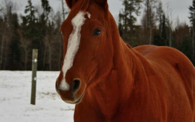 Bien préparer l&rsquo;hiver avec la Phytothérapie