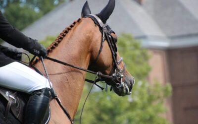 Phytothérapie et dopage chez le cheval de sport