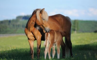 Cycles de chaleurs chez les juments : comment les accompagner ?