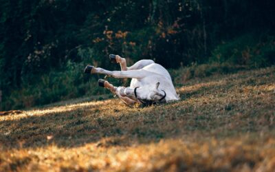 La dermite estivale : comment anticiper ?